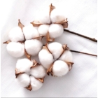 Cleanic Naturals Organic Cotton