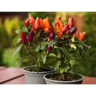 Sprout®  ültethető ceruza - Chili