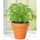 Sprout®  ültethető ceruza - Petrezselyem