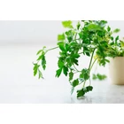 Sprout®  ültethető ceruza - Petrezselyem