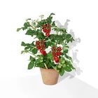 Sprout®  ültethető ceruza - Koktélparadicsom