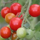 Sprout®  ültethető ceruza - Koktélparadicsom