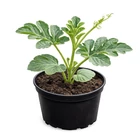 Sprout® ültethető ceruza - Dinnye