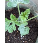 Sprout® ültethető ceruza - Dinnye