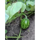 Sprout® ültethető ceruza - Dinnye
