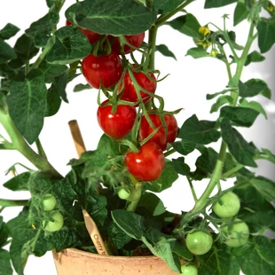 Egy ceruza, ami koktélparadicsomot terem